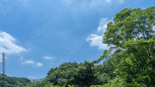 晴れた日の木々と青空|日本の風景