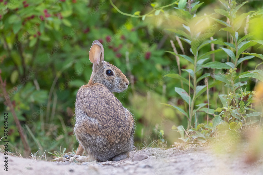 Fototapeta premium eastern cottontail (Sylvilagus floridanus) in summer 