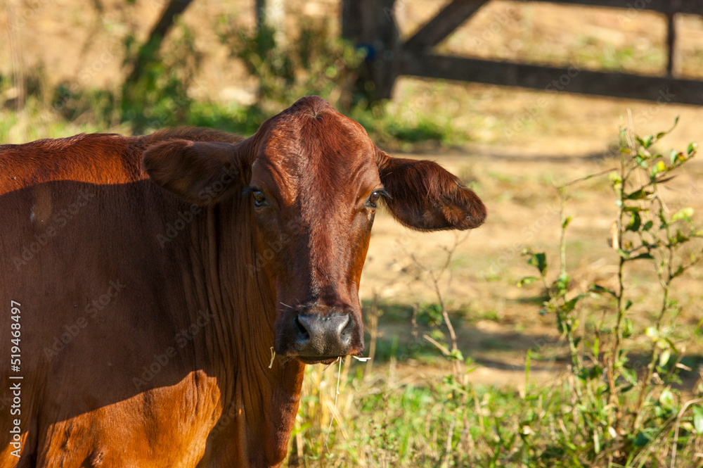 hornless brown cow looking at camera. hornless brown cow looking at camera.