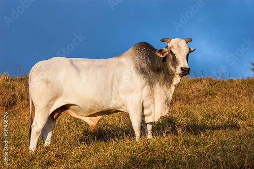 pasture in mountains with zebu cattle. photo
