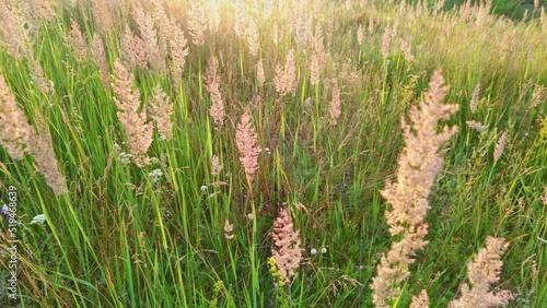 Dry long wild uncultivated grass in field at summer sunset light. Melinis minutiflora, the meadow molasses, is a wild perennial grass photo