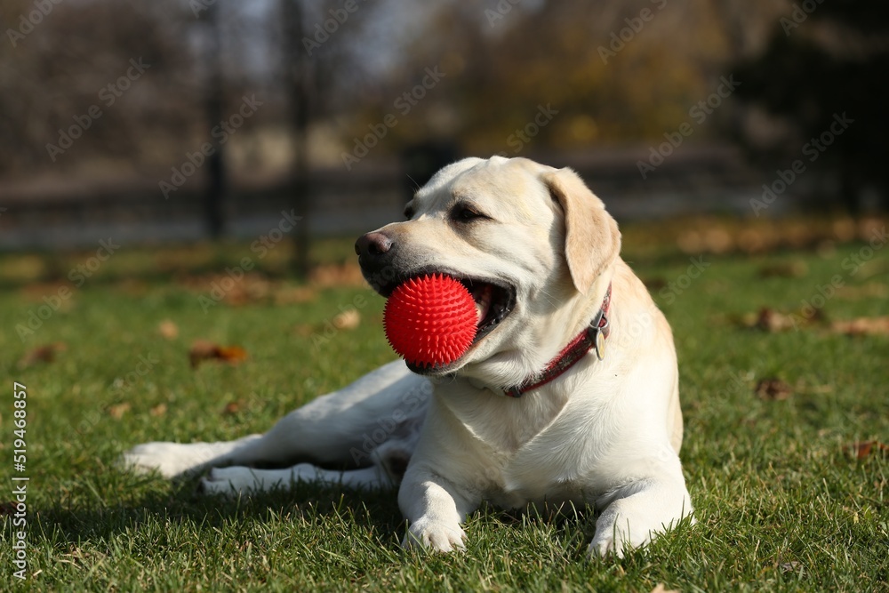 Yellow Labrador with ball lying in park on sunny day