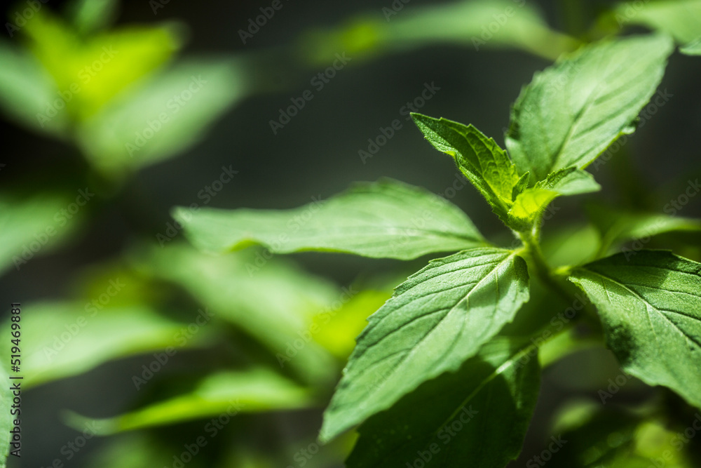 Menthe arvensis, Has properties that help drive the wind And flavoring the toothpaste. Menthe arvensis, Has properties that help drive the wind And flavoring the toothpaste.