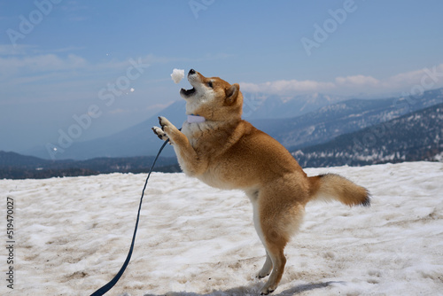 雪遊びする柴犬