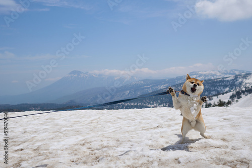 雪遊びする柴犬 © ogiyu