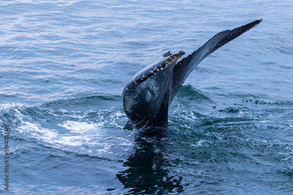 Fototapeta premium humpback whale (Megaptera novaeangliae) diving
