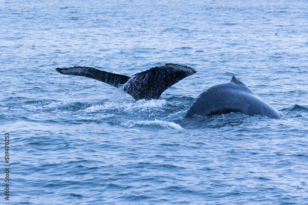 Fototapeta premium humpback whale (Megaptera novaeangliae) diving