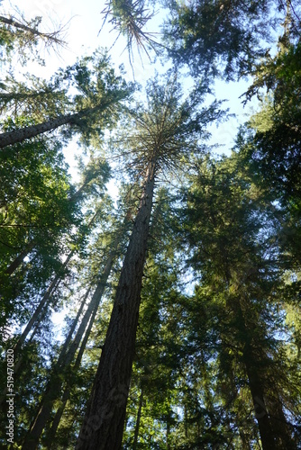 Grand Forest - Bainbridge Island - WA