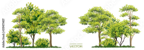 Vector watercolor of tree side view isolated on white background for landscape and architecture drawing, elements for environment and garden, painting botanical for section 