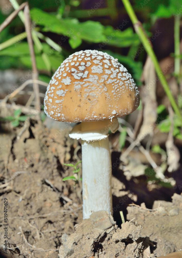 Poisonous mushroom fly-agaric (Amanita pantherina) Poisonous mushroom fly-agaric (Amanita pantherina)
