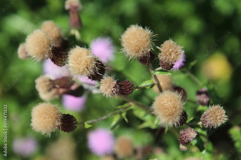 Obraz premium seeds of the thistle, Fort Edmonton Park, Edmonton, Alberta