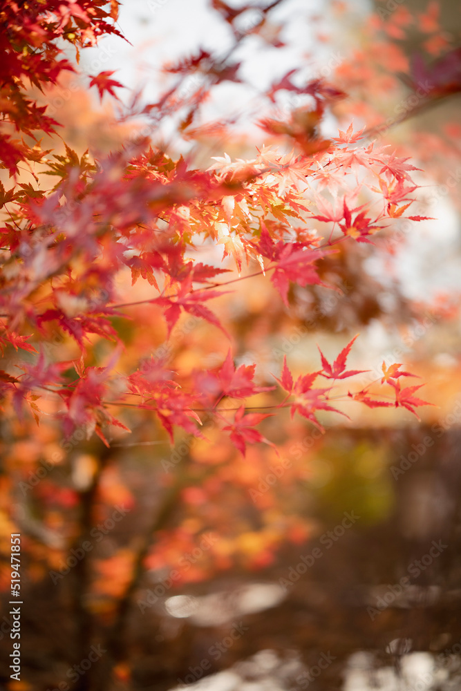 red autumn leaves red autumn leaves