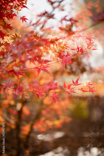 red autumn leaves