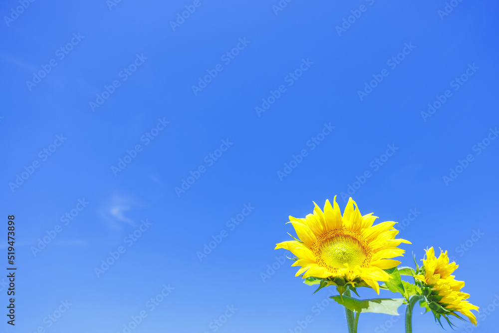 Fototapeta premium 青い空とひまわり