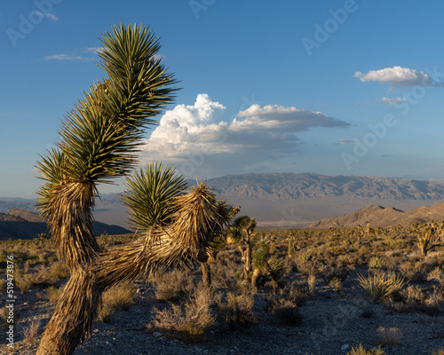 Joshua Tree