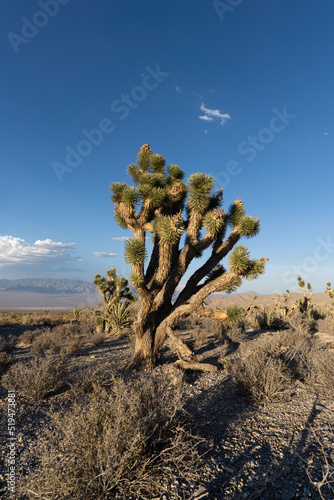 Joshua Tree