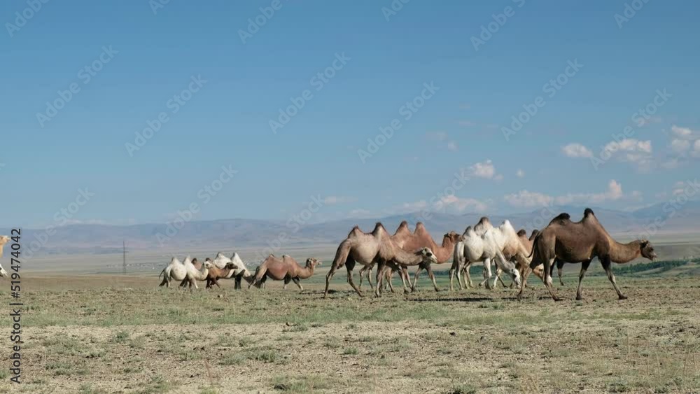 Bactrian camels graze in Altai desert pasture. Kosh-Agach higland intermountain valley. Bactrian camels graze in Altai desert pasture. Kosh-Agach higland intermountain valley.
