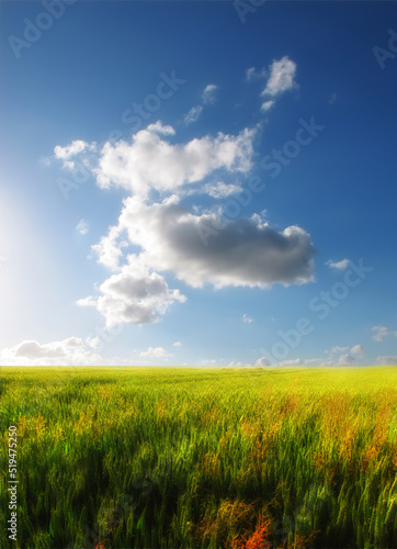 Landscape view  blue sky and field with copy space and green grass growing in remote countryside meadow with clouds and copyspace. Scenic land with long  lush plants or reeds in calm or peaceful area