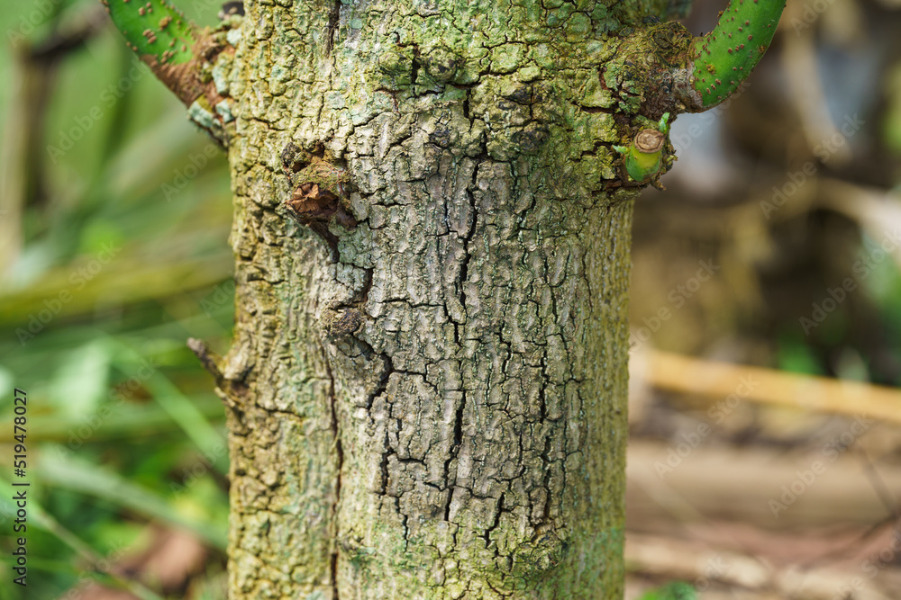 Fototapeta premium Fungus in the avocado tree,plant disease, avocado root rot.