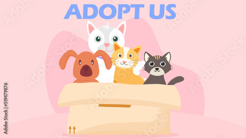 adopt, stray animal, adopt us, stray animals waiting to be adopted