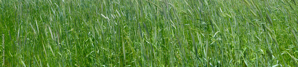green wheat rye field in the country farm land green wheat rye field in the country farm land
