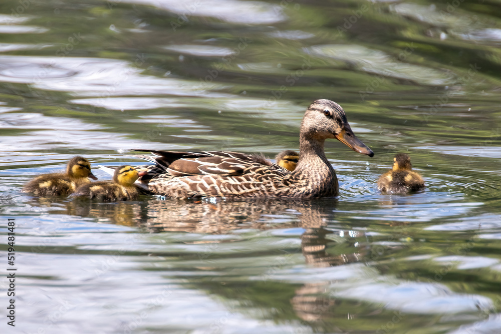 duck and ducklings duck and ducklings