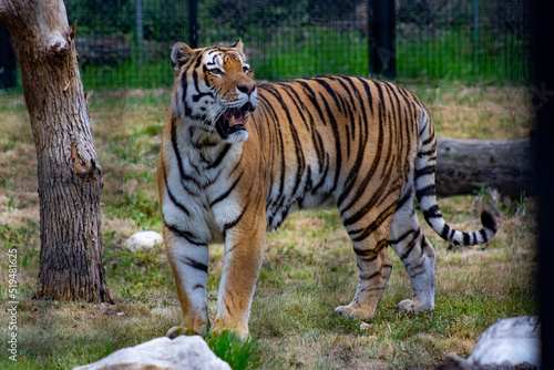 tiger in the zoo