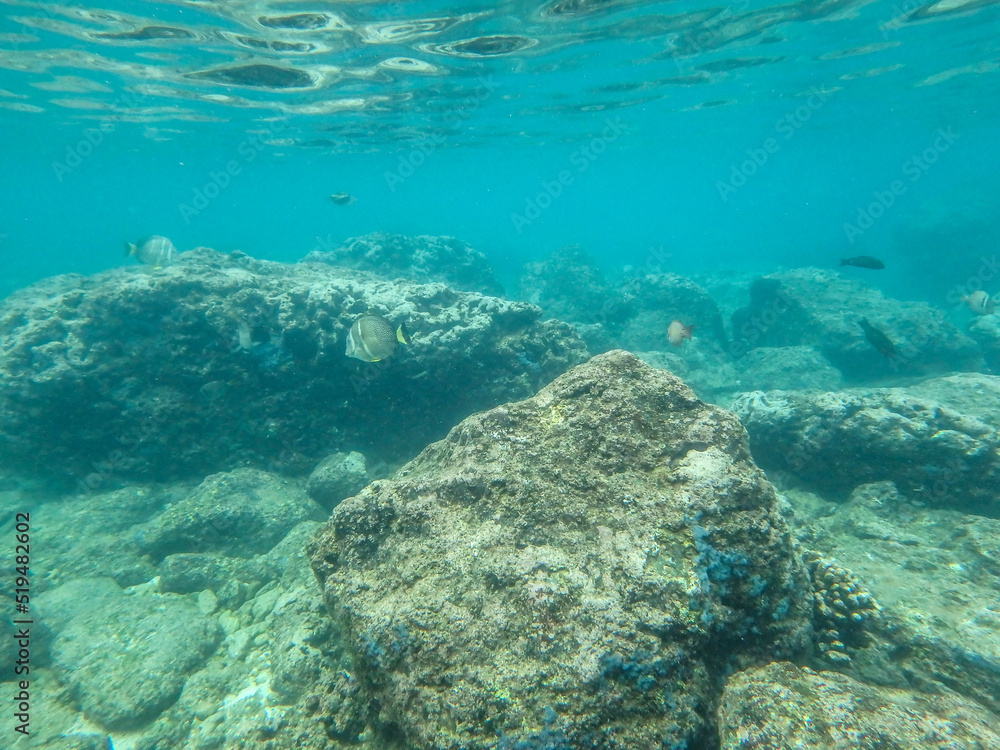 Fototapeta premium sharks cove snorkeling in oahu hawaii north shore