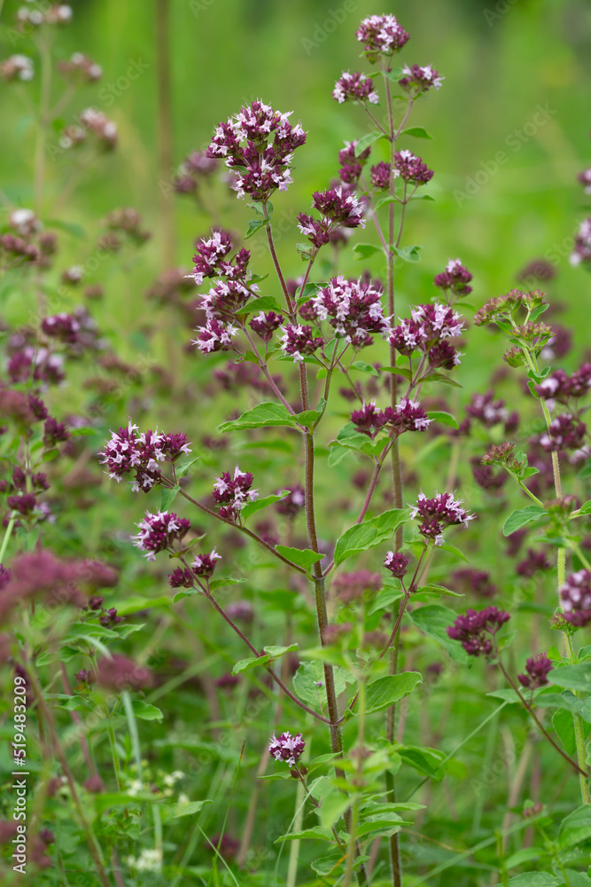 Oregano, Origanum vulgare, this plant attratcs many insects Oregano, Origanum vulgare, this plant attratcs many insects