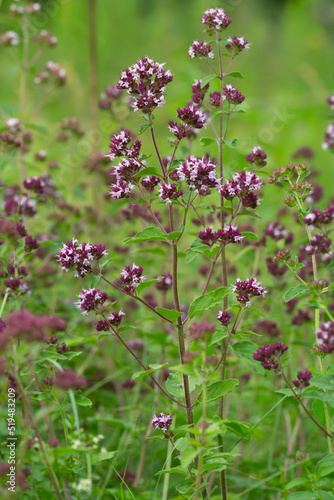 Oregano, Origanum vulgare, this plant attratcs many insects