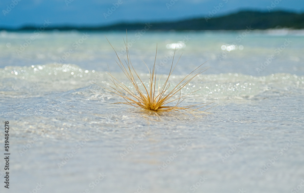Close up of Spinifex grass on Whitehaven beach Close up of Spinifex grass on Whitehaven beach
