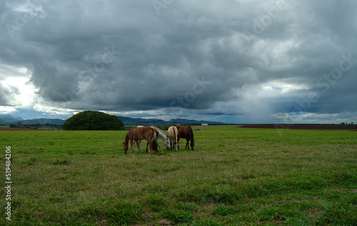 Horses grazing under stormy sky
