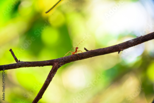 a red ant crawls on a wooden branch   © adytakaoka