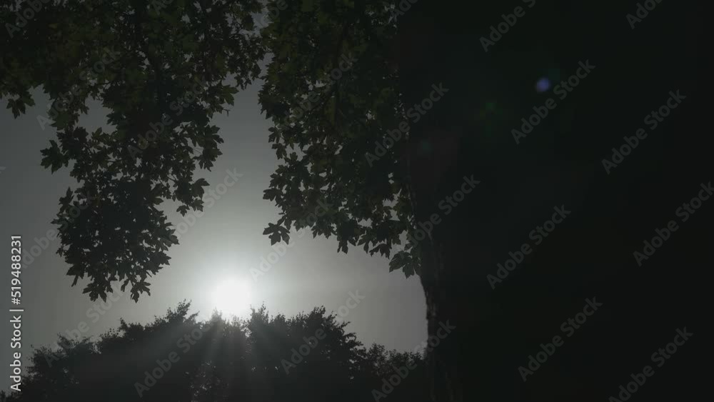 Silhouette Sun Splash Into The Tree In The Forest Nature Silhouette Sun Splash Into The Tree In The Forest Nature