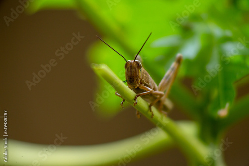 grasshopper on the plant stem eating the leaf
