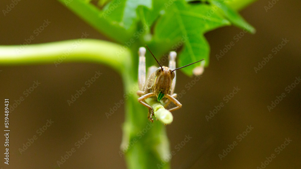Fototapeta premium grasshopper on the plant stem eating the leaf