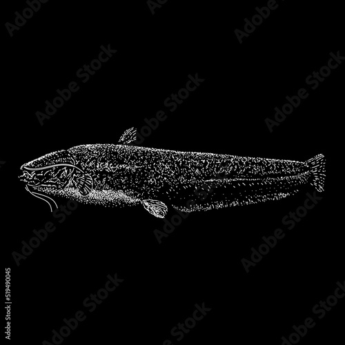 Wels Catfish hand drawing vector illustration isolated on black background
