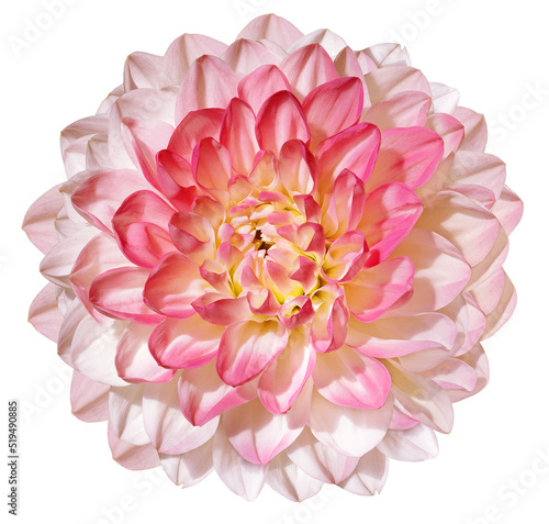 Pink dahlia  flower  on white isolated background with clipping path. Closeup. For design. Nature.