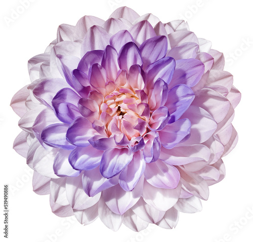 Billede på lærred Purple  dahlia  flower  on white isolated background with clipping path