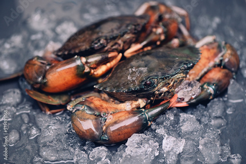 Tablou pe pânză raw crab on black background , fresh mud crab with ice for cooking food in the s