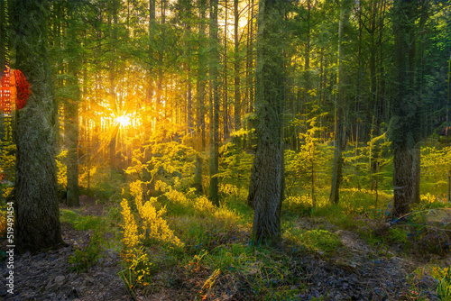 Magical sunset in the forest. © vlntn
