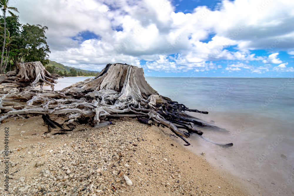 Punaluu Beach Park and driftwood in oahu hawaii
