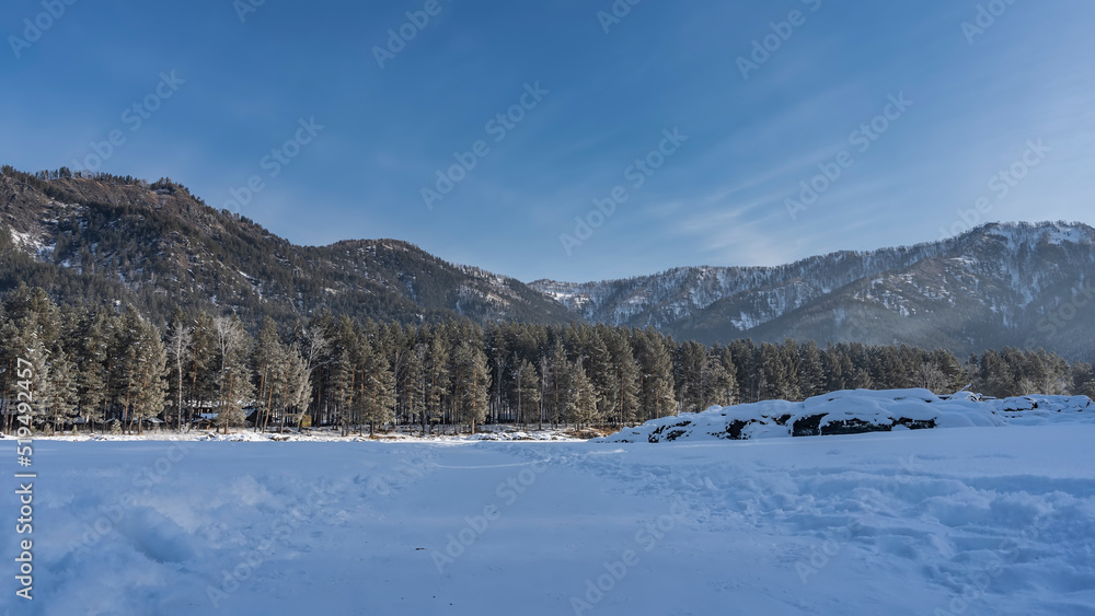 The path is trodden in a snow-covered valley between snowdrifts. Mountain range and coniferous forest against the blue sky. Altai