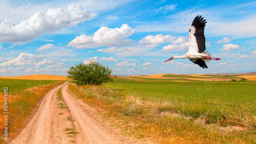 Beautiful landscape with a couple stork flying over green grass field, majestic sky in the background