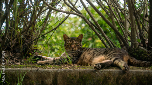 王子か岳の猫Ⅰ