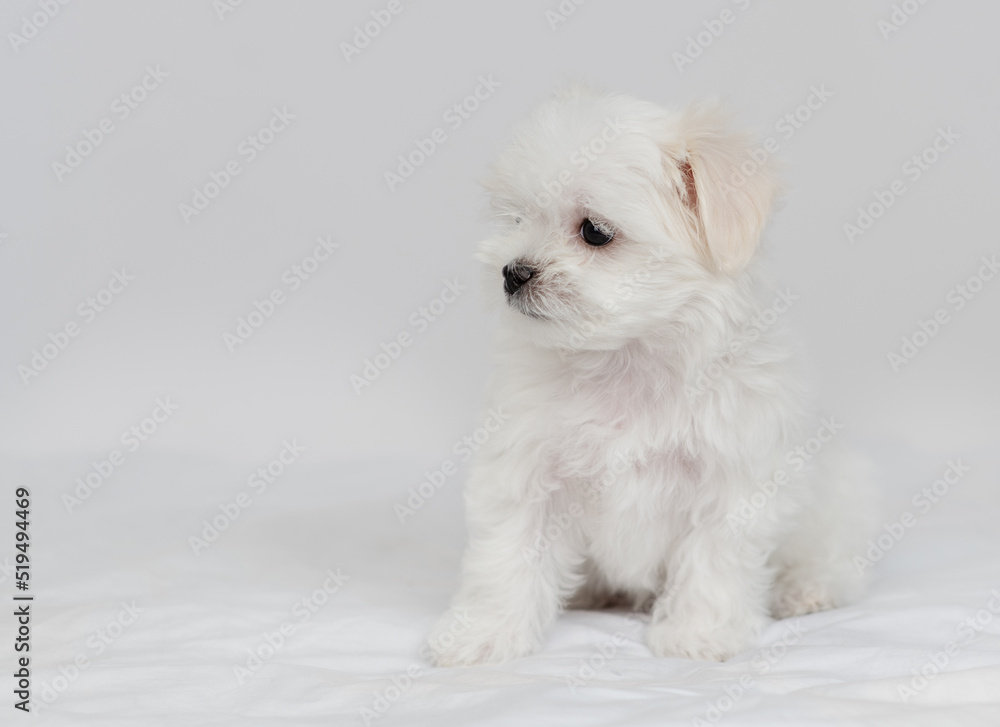 Cute little Maltese puppy sitting on a white bed and looking away Cute little Maltese puppy sitting on a white bed and looking away