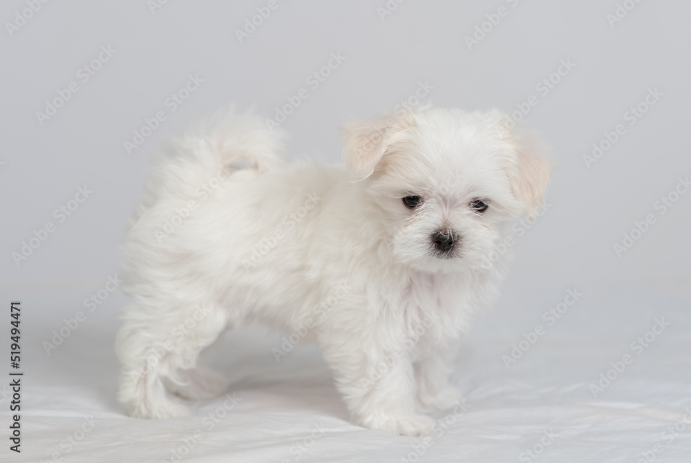 Cute little maltese puppy standing on a white bed and looking at the camera Cute little maltese puppy standing on a white bed and looking at the camera