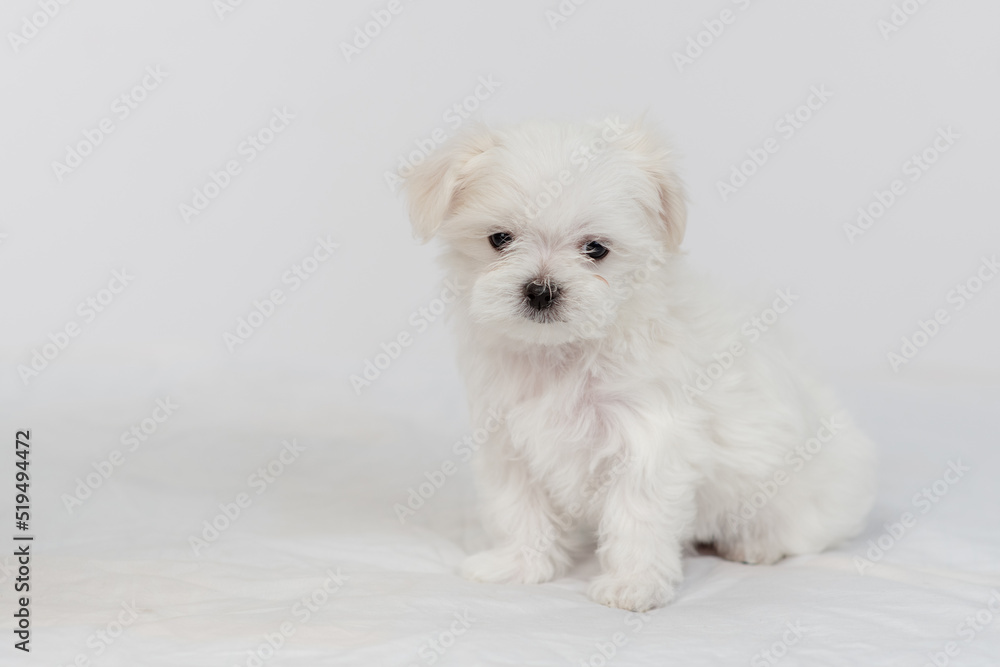 Maltese puppy sitting on a white bed and looking at the camera Maltese puppy sitting on a white bed and looking at the camera