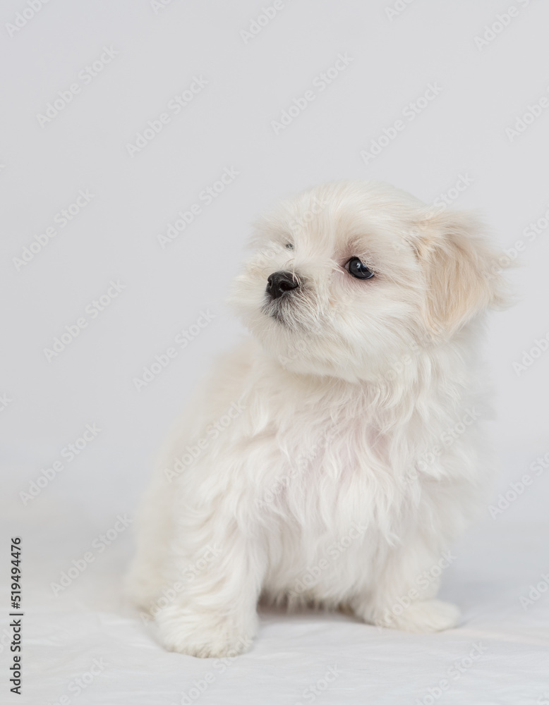 Cute little Maltese puppy sitting on a white bed and looking away Cute little Maltese puppy sitting on a white bed and looking away