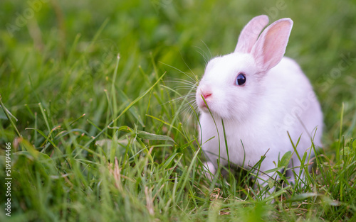 Little white rabbit sitting in tall green grass